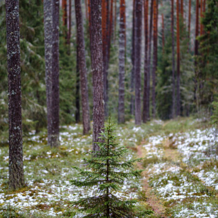 moss covered pine and spruce tree dark forest in winter with some earlie snow